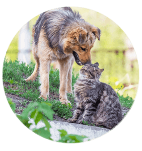 Pet"